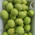 Nova colheita de alta qualidade de pêra fresca / Shandong Pear (70-80-90-100)